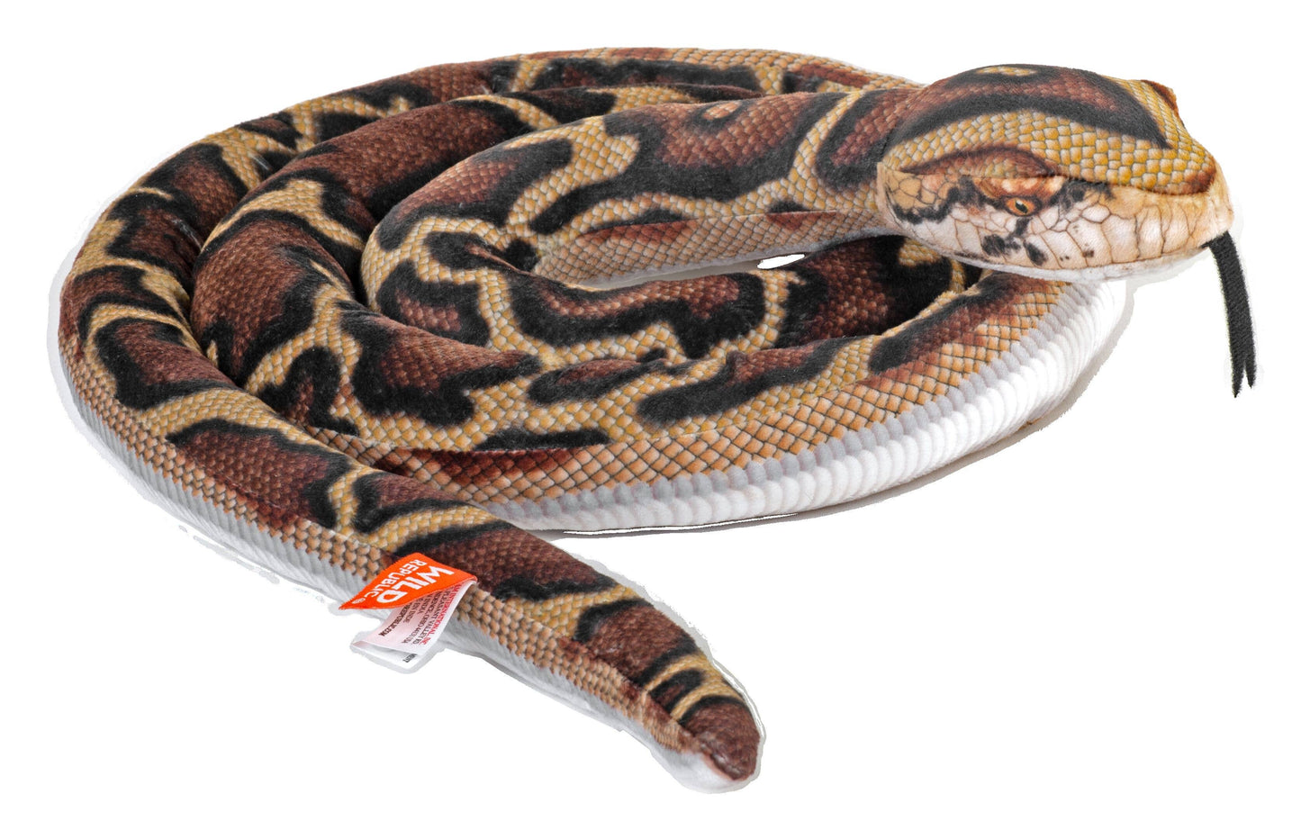 Snake-Living Burmese Python Coiled