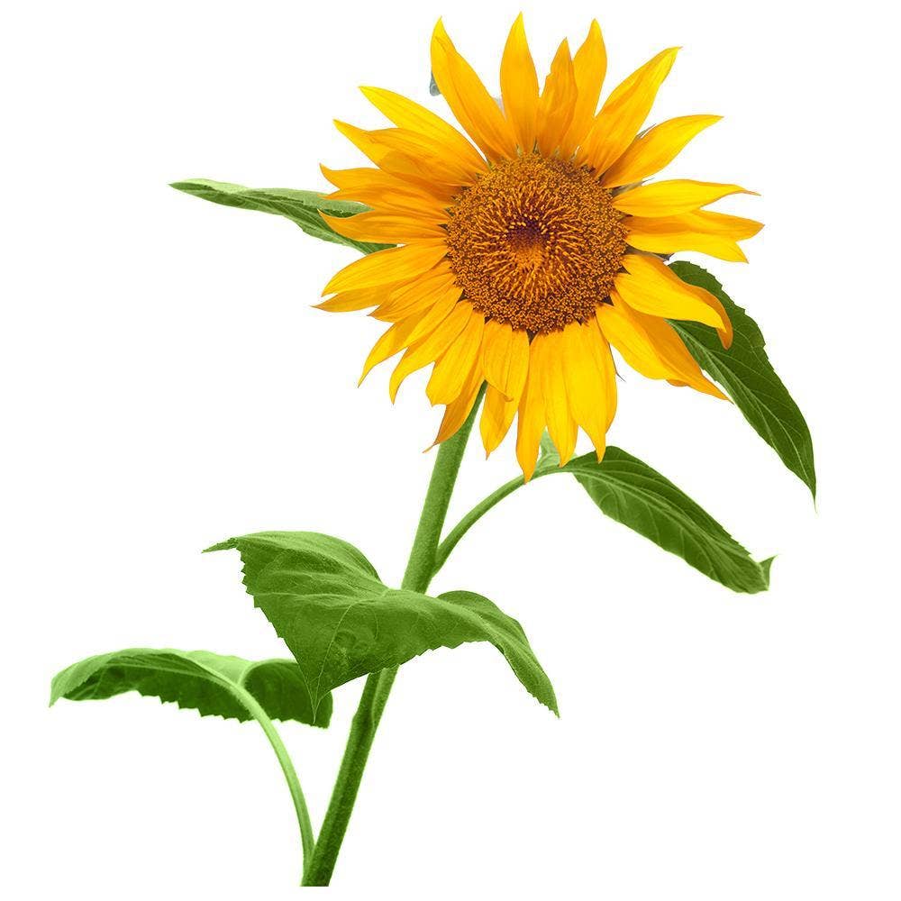 Giant Sunflower - Grow your own Sunflower