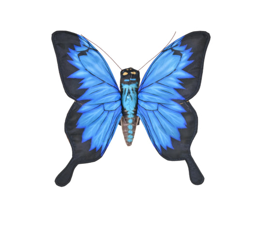 Butterfly Ulysses