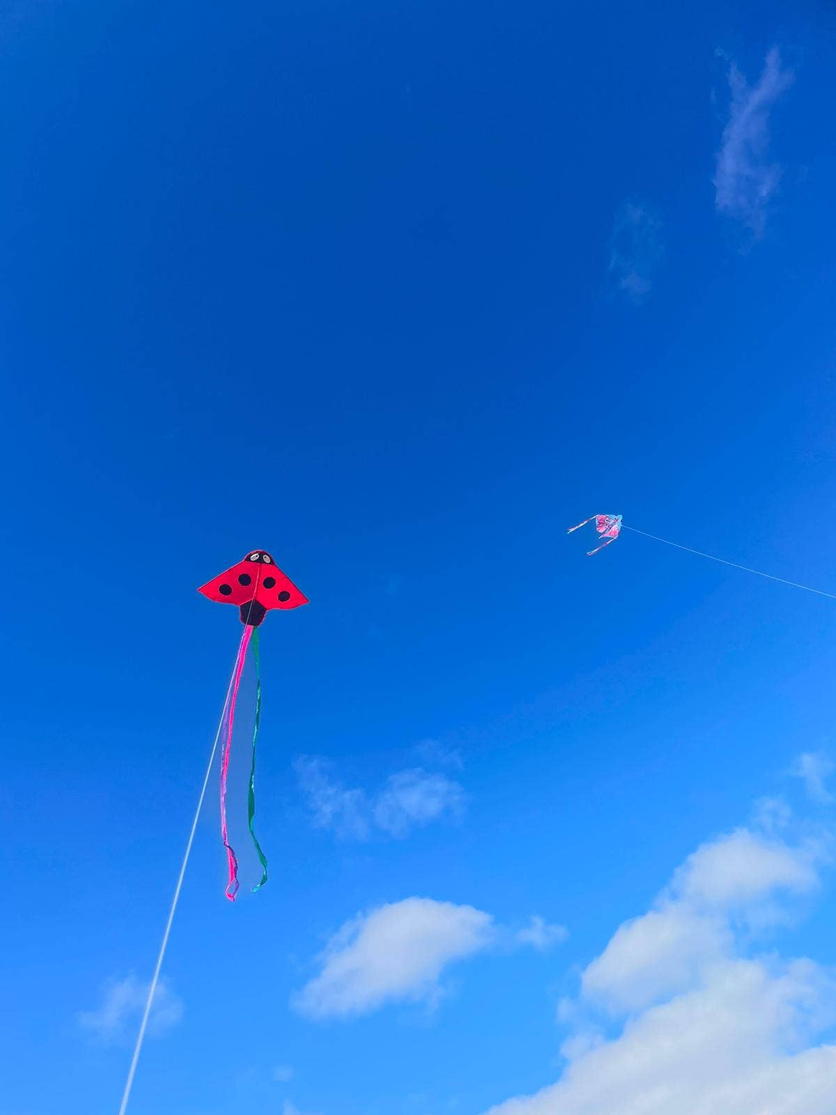 High as a Kite - Ladybird