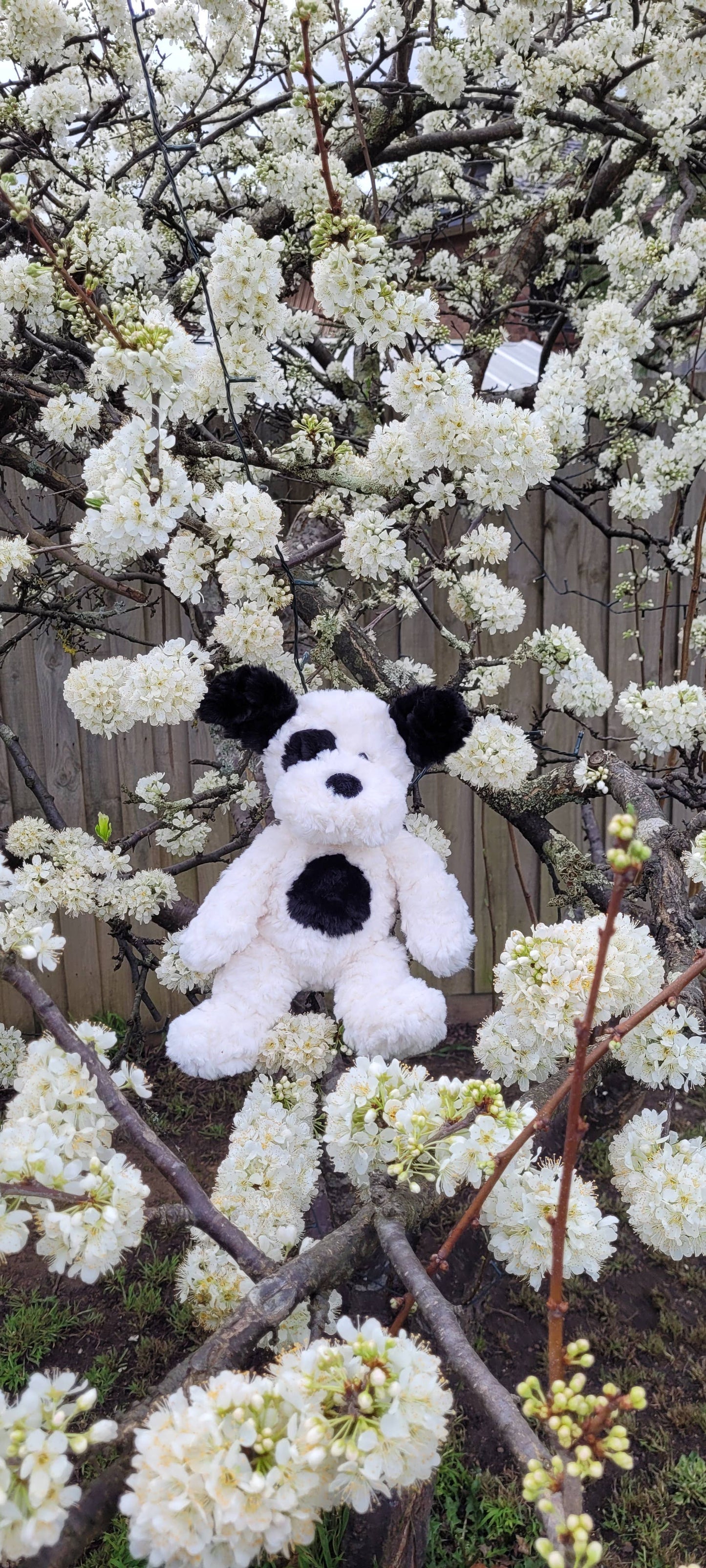 PETITE VOUS - Petite Vous Harry the Dog Soft Toy