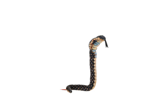 Wild Republic - Coilkins Hooded Cobra
