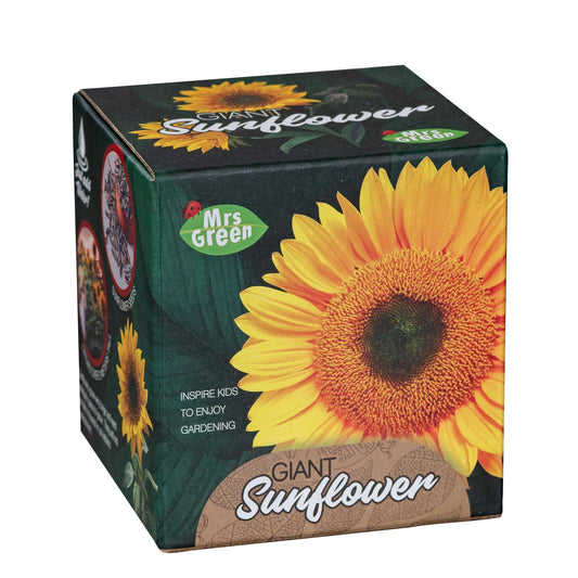 Giant Sunflower - Grow your own Sunflower