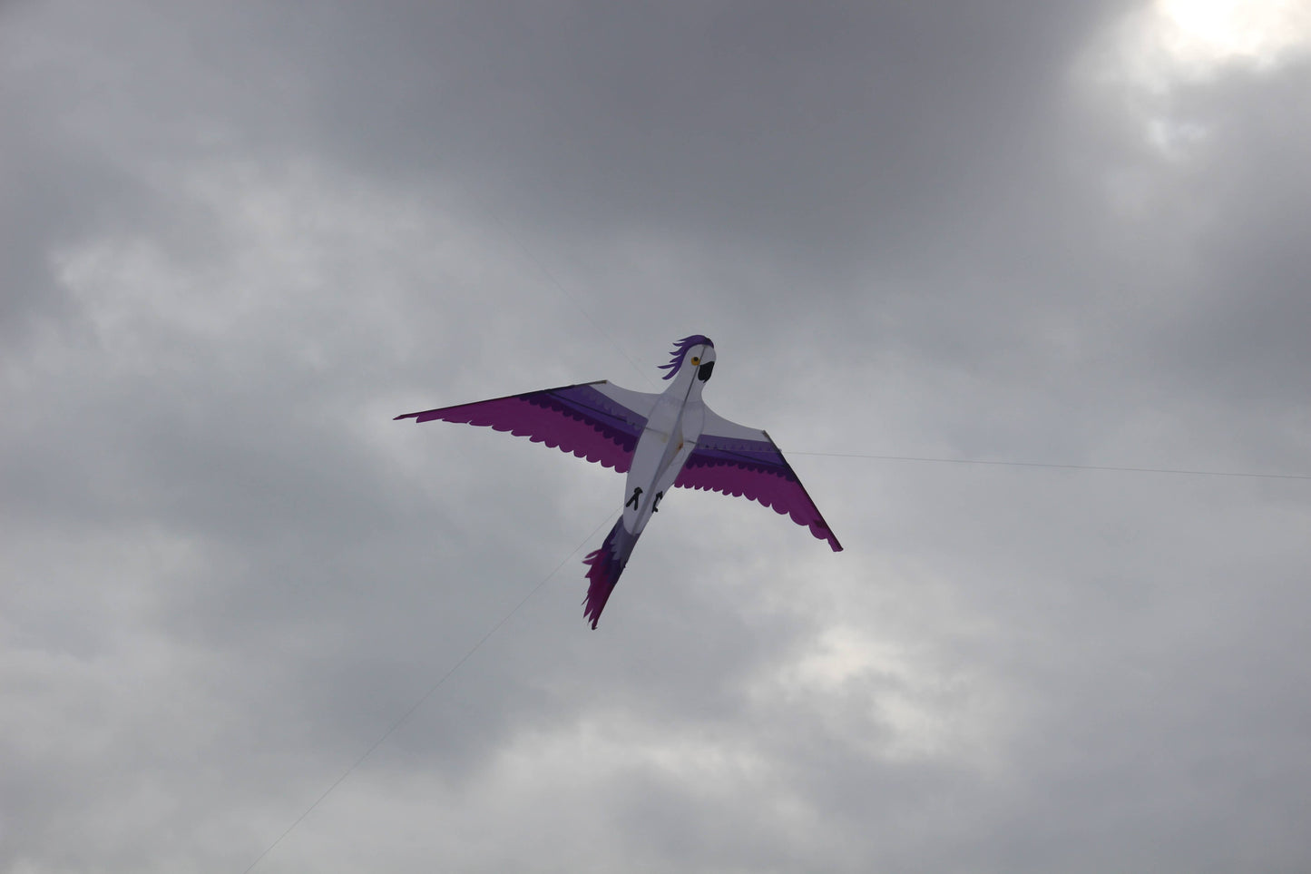 High as a Kite - Parrot Kite