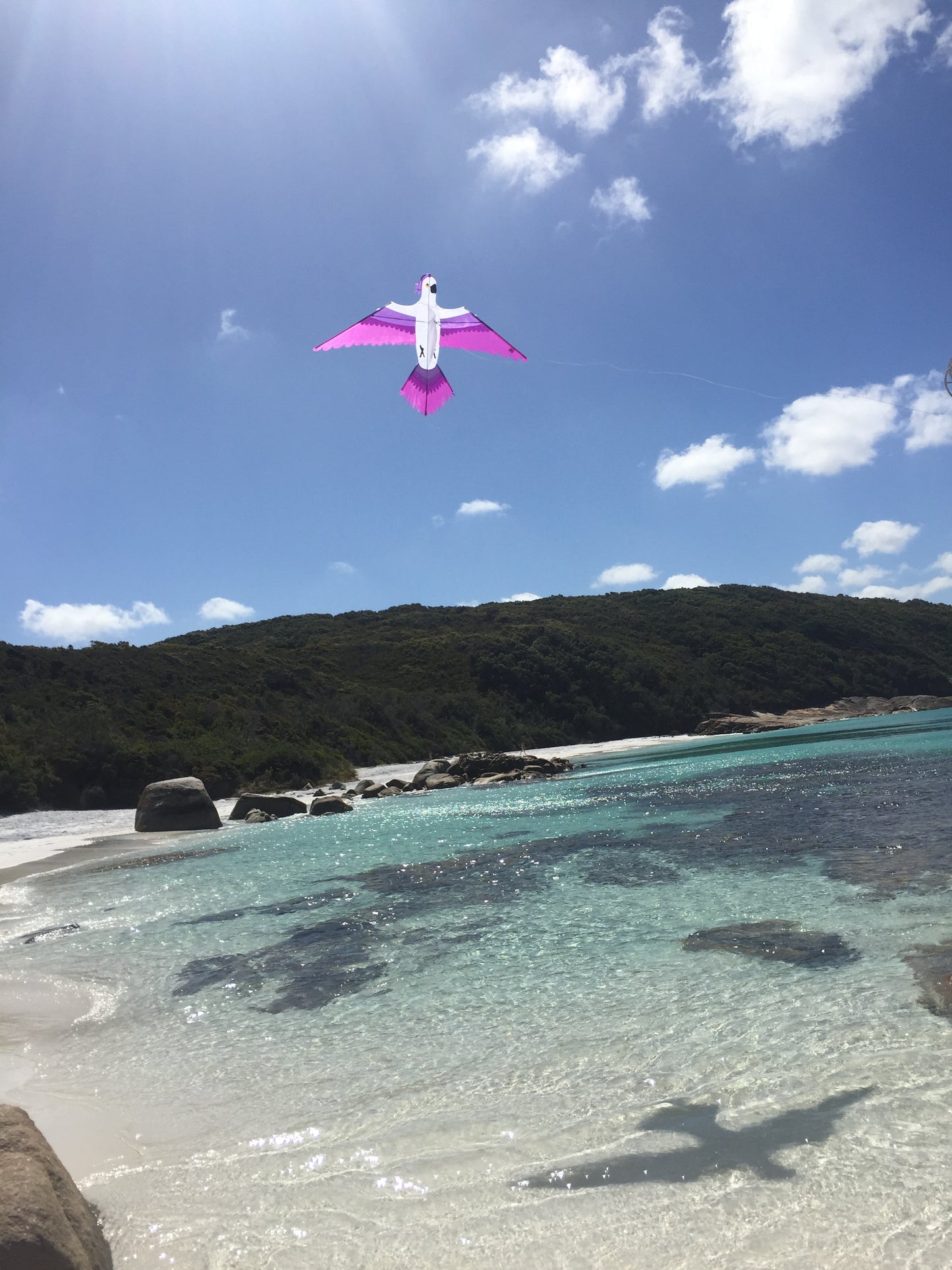Parrot Kite